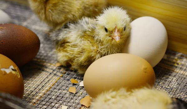 egg incubator to buy chickens for sale