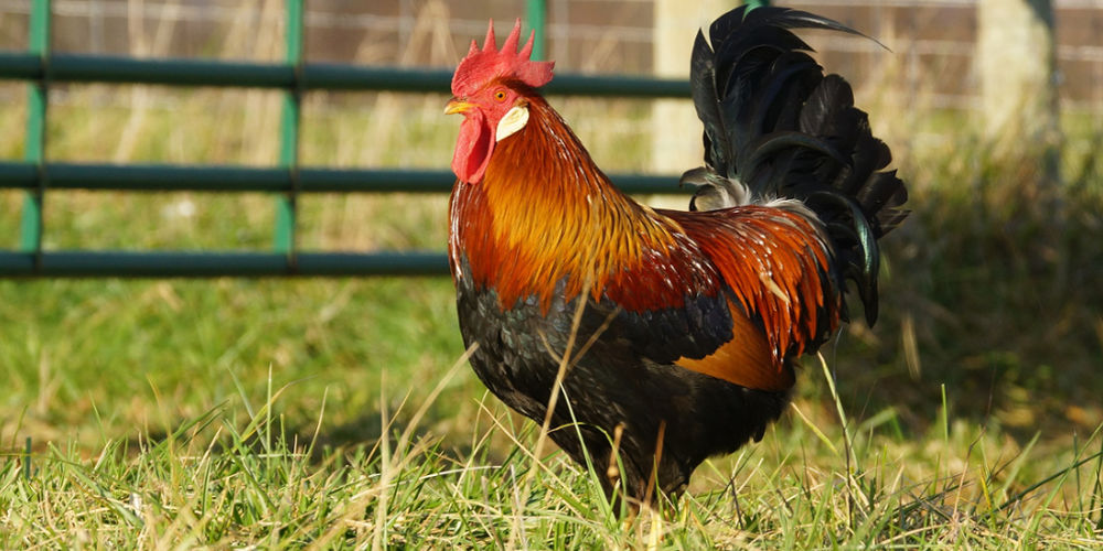 Chicken Farming Tips | Farm Equipment For Sale On AgriMag