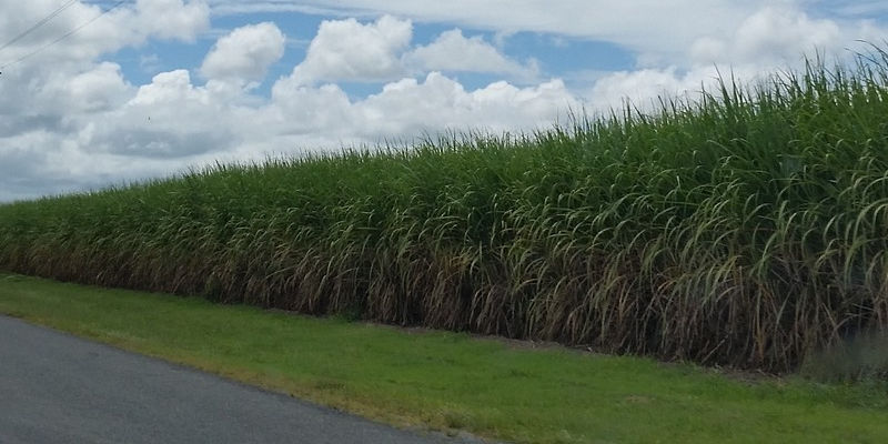 Sugar Cane Irrigation In South Africa | AgriMag